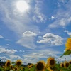 夏の空