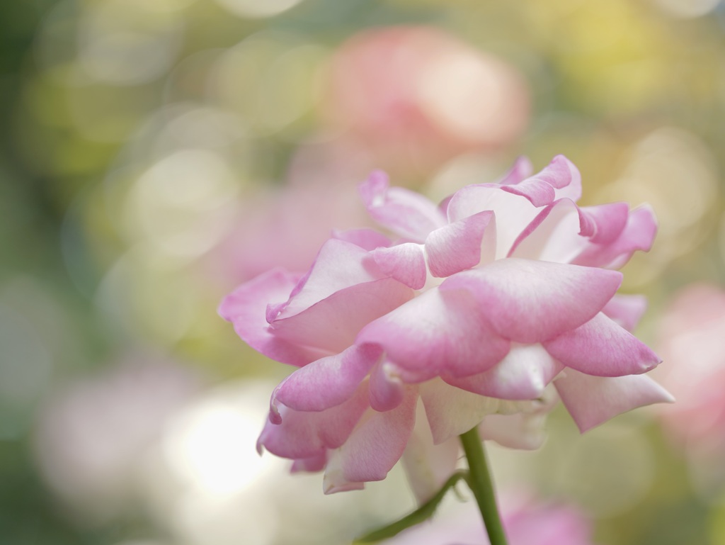 ピンクの秋薔薇