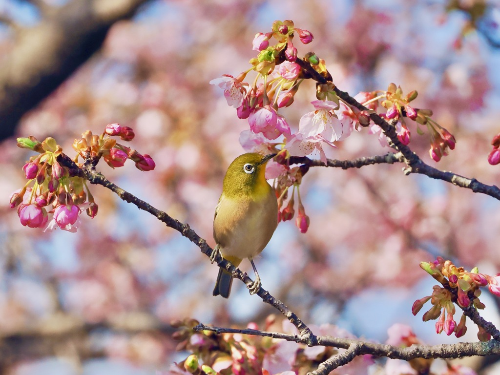 河津桜とメジロ