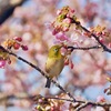 河津桜とメジロ