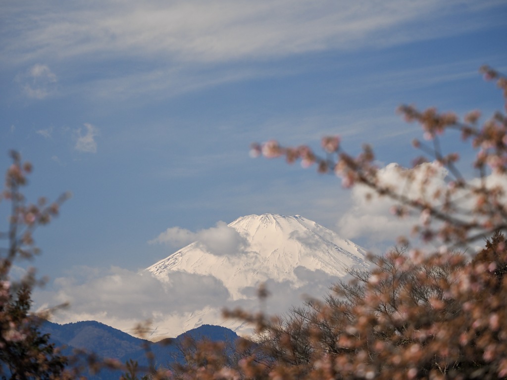 富士と河津桜