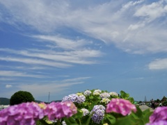 開成の紫陽花