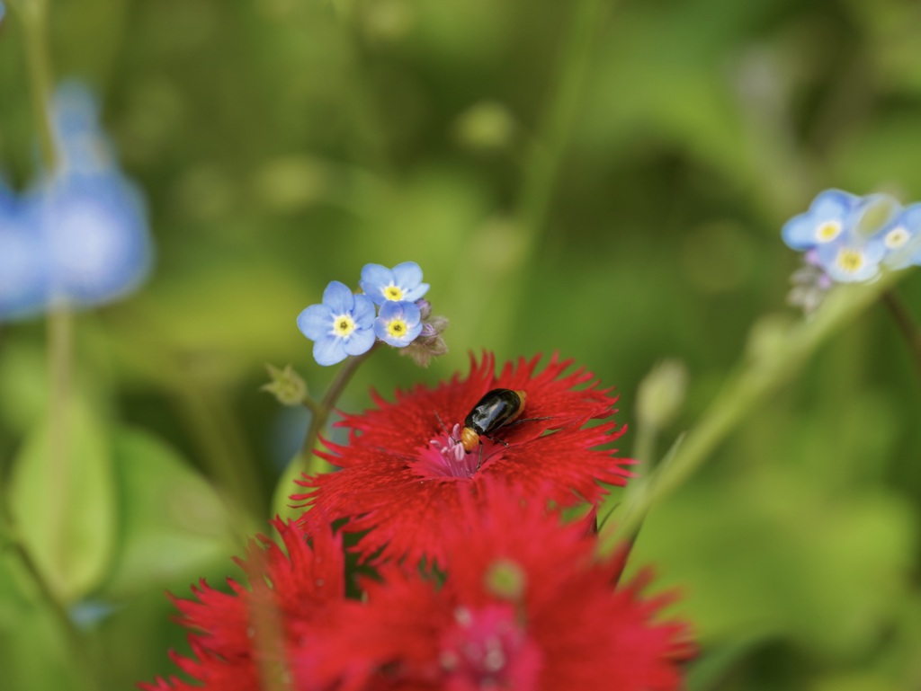 五月の花園