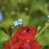 五月の花園