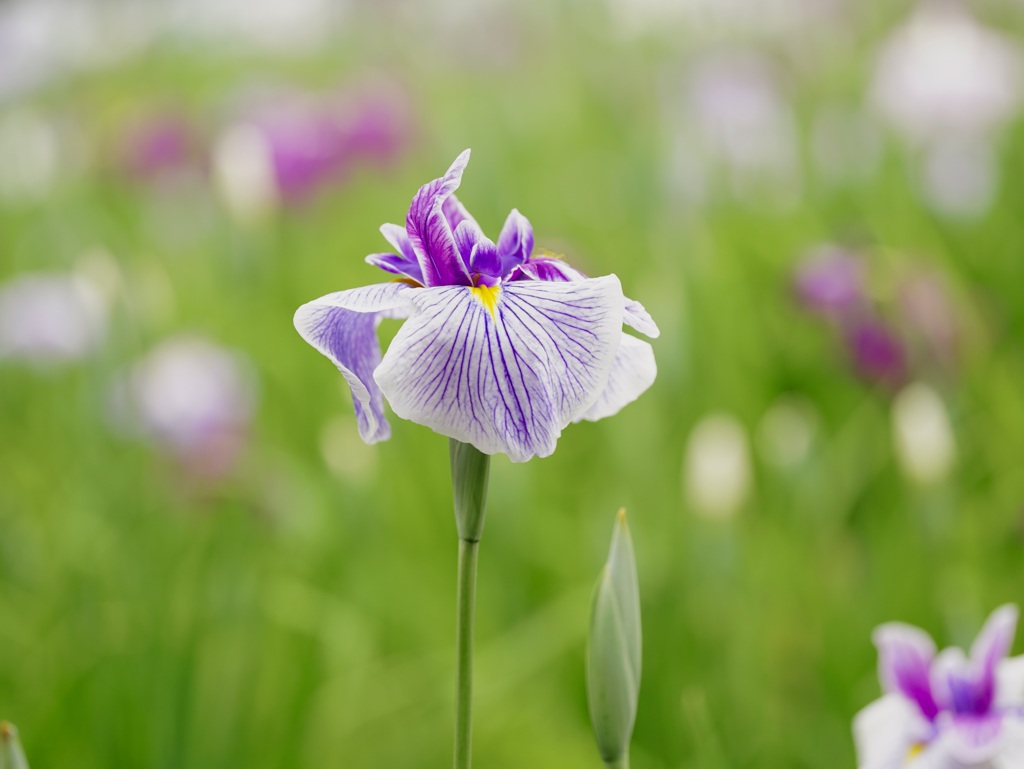 花菖蒲