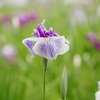 花菖蒲