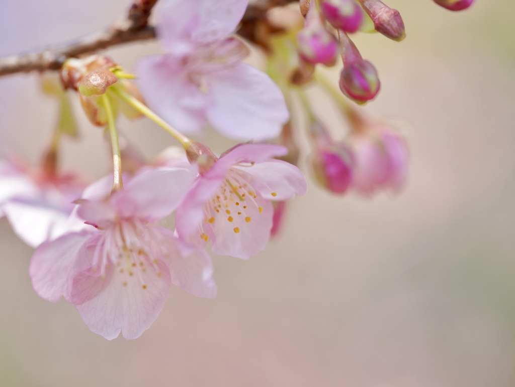 河津桜...その2