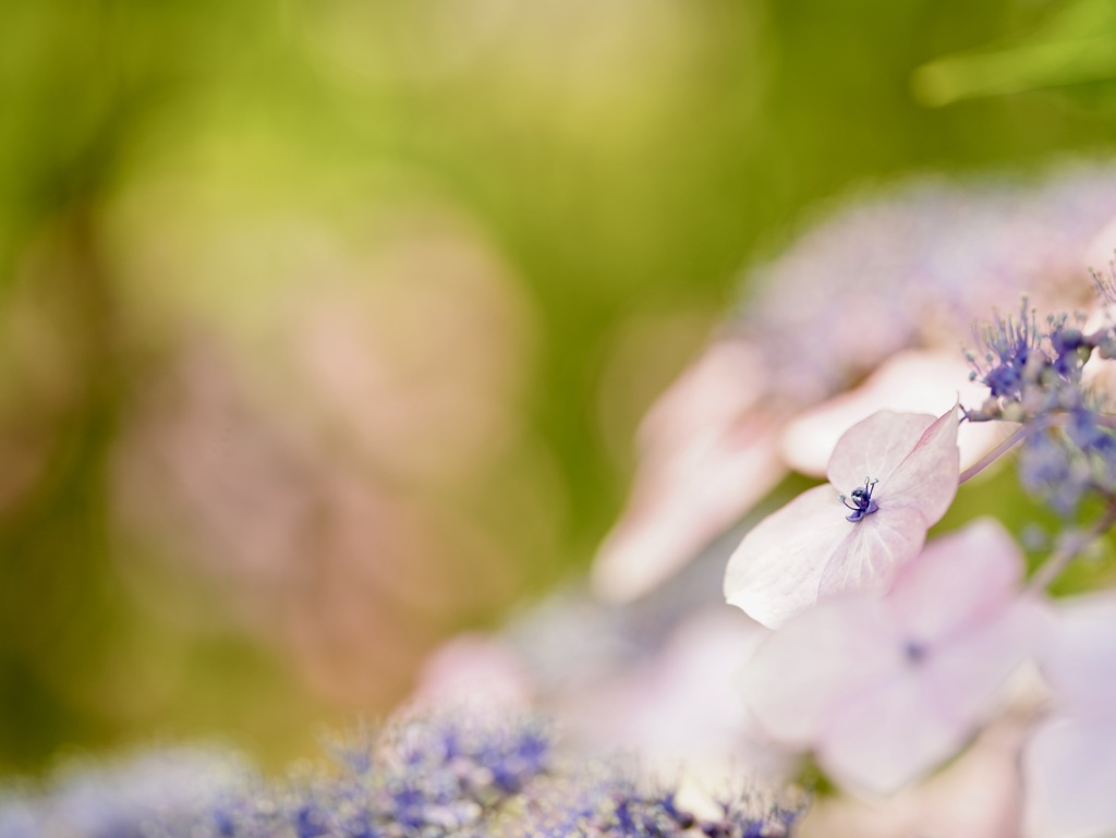 可愛い紫陽花