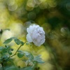 秋の白薔薇
