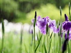 雨の花菖蒲