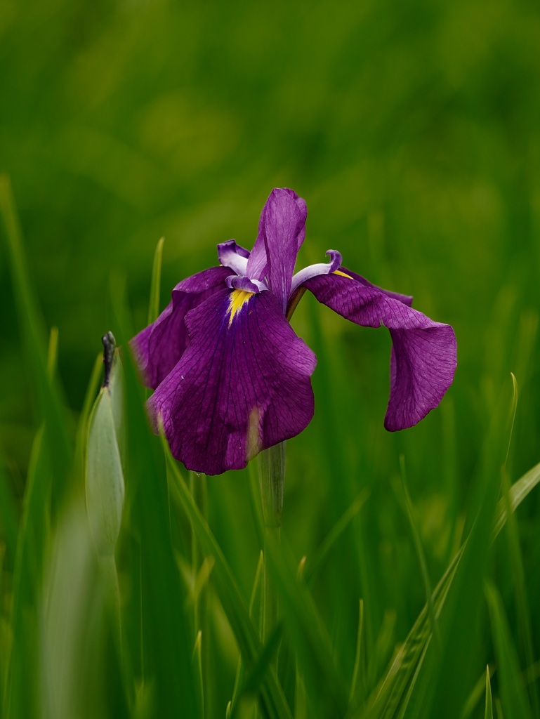 花菖蒲