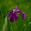 花菖蒲