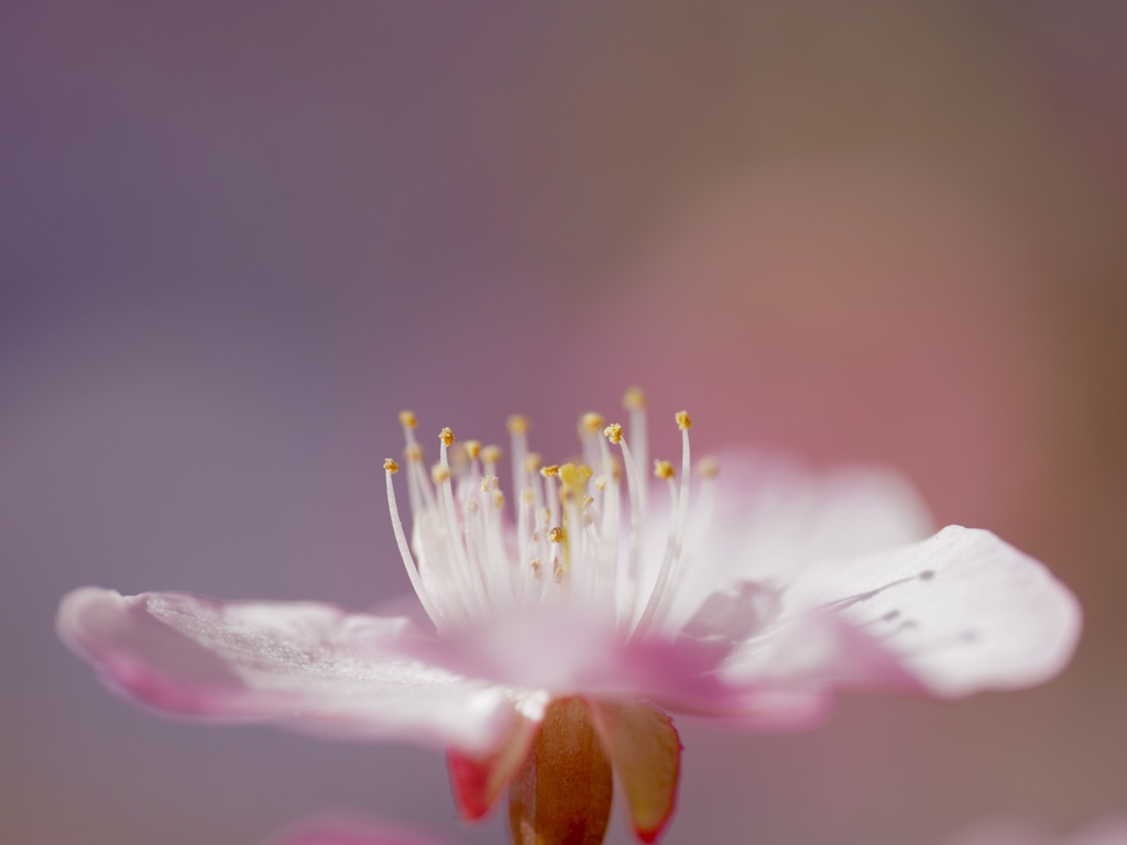 河津桜...その1