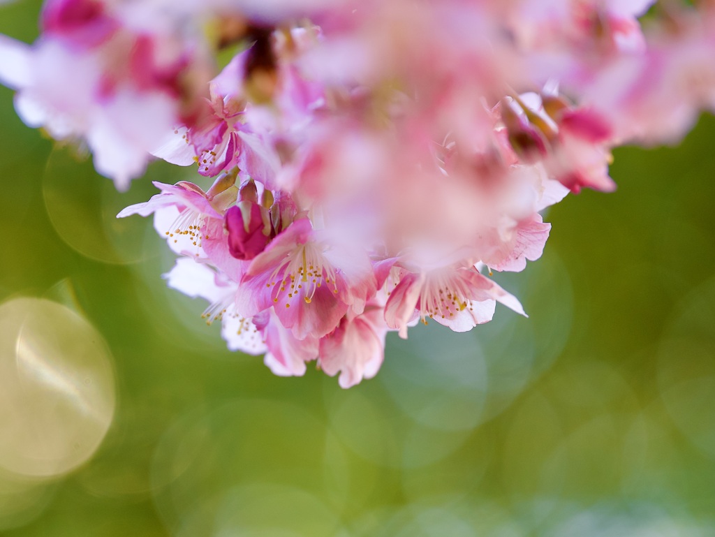 桜の花束