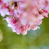 桜の花束