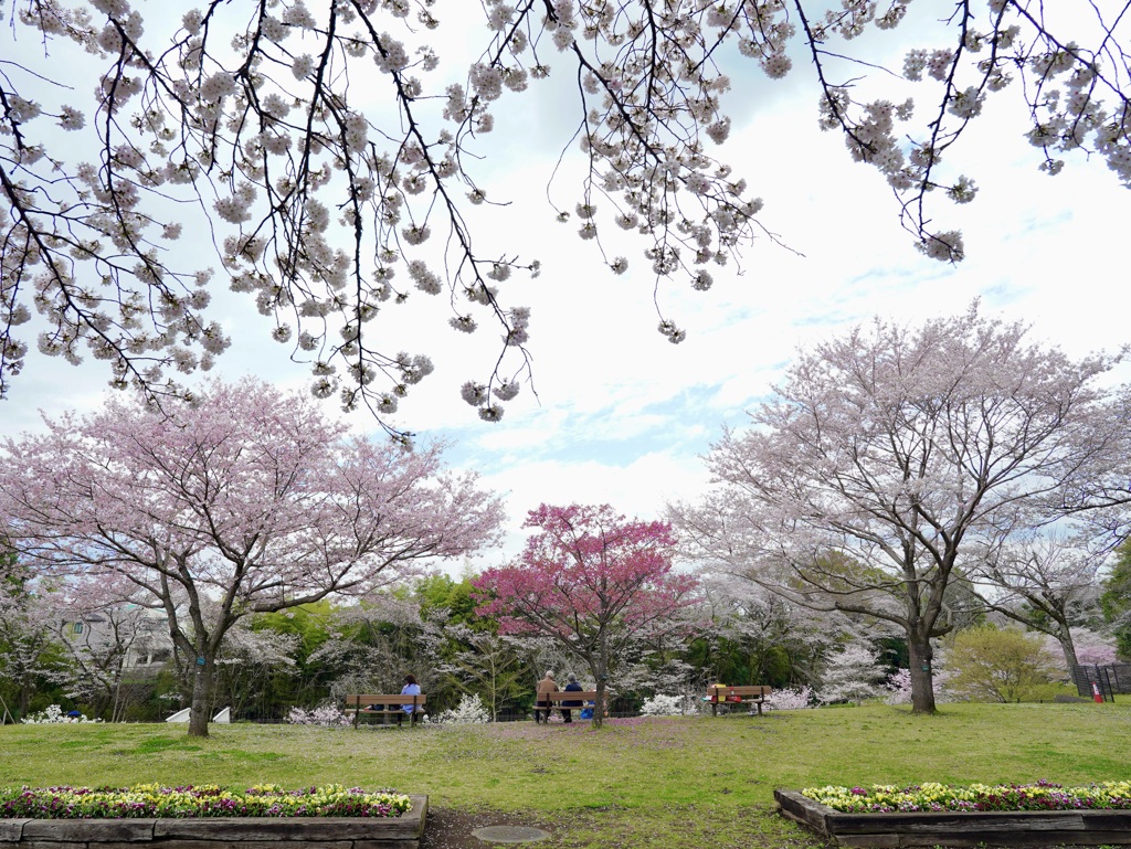 相模原公園の桜