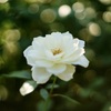 白い秋薔薇