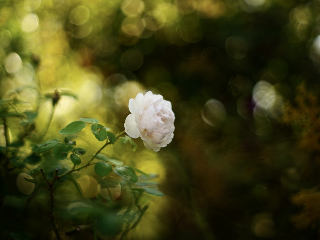 妖艶な薔薇...その2