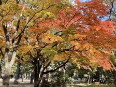 仙台　西公園の紅葉