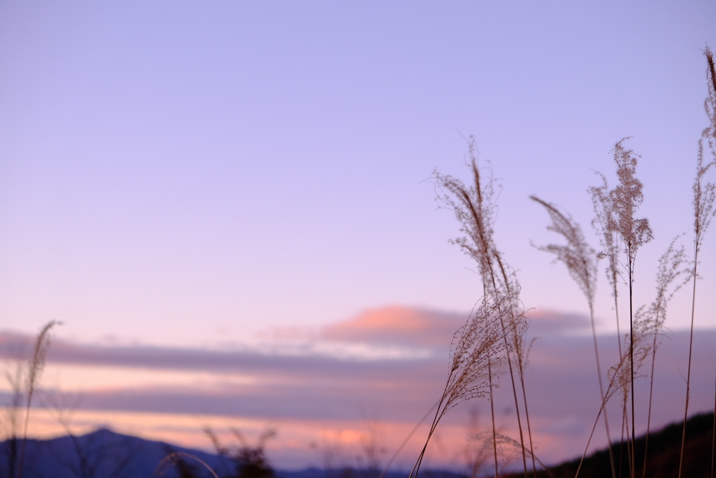 夕焼けとススキ