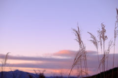 夕焼けとススキ