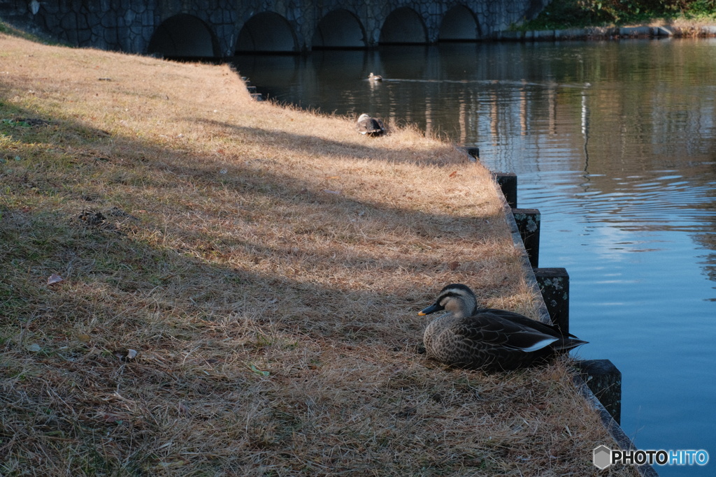 公園の鴨