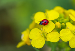 菜の花2