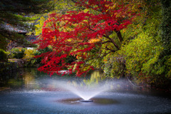 Scarlet Flame and Water Splash