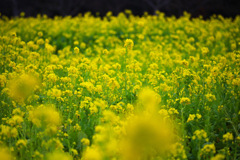 菜の花1