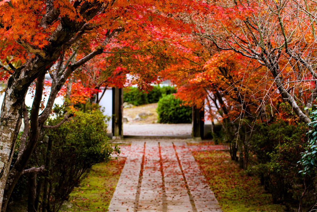 秋の寺