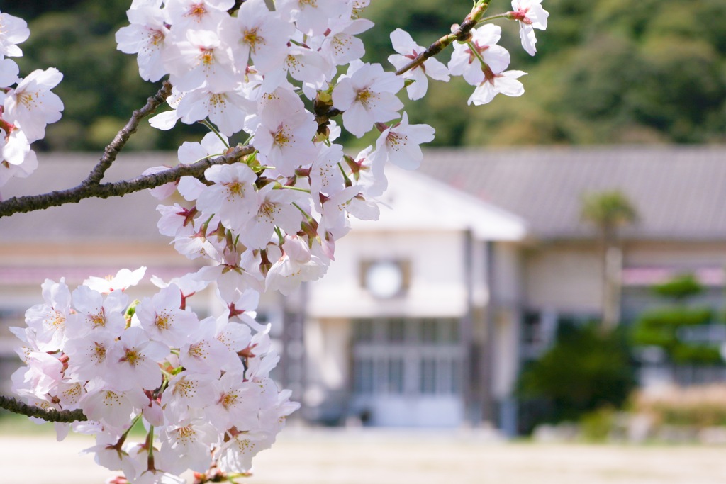 廃校の桜
