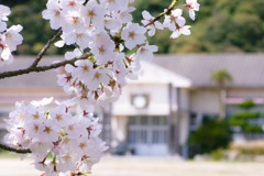 廃校の桜