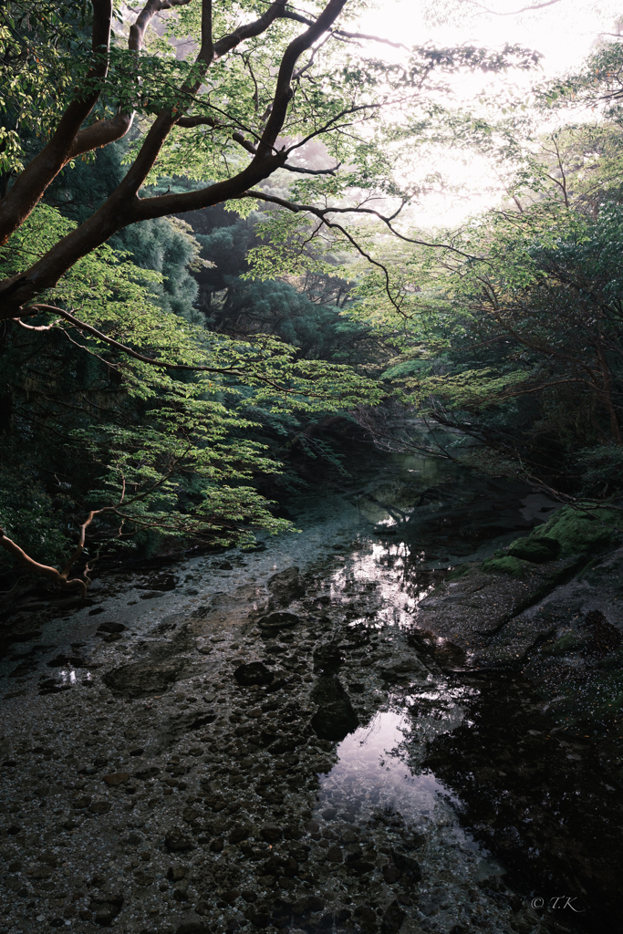 屋久島の自然