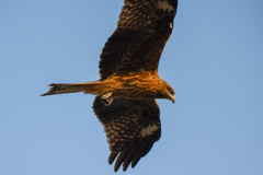 鳶(トンビ)