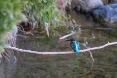 カワセミ♀