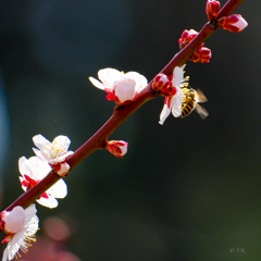 蜜蜂と梅の花