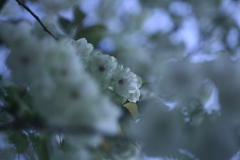 IMG_9340 (1)