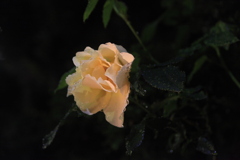 IMG_0052 (1)