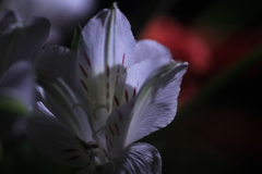 IMG_7097