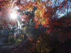 キラキラ紅葉