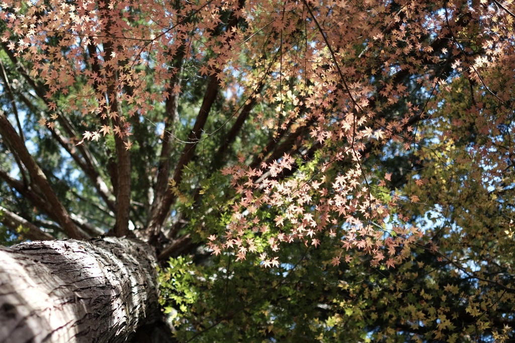 この国の一番美しい季節