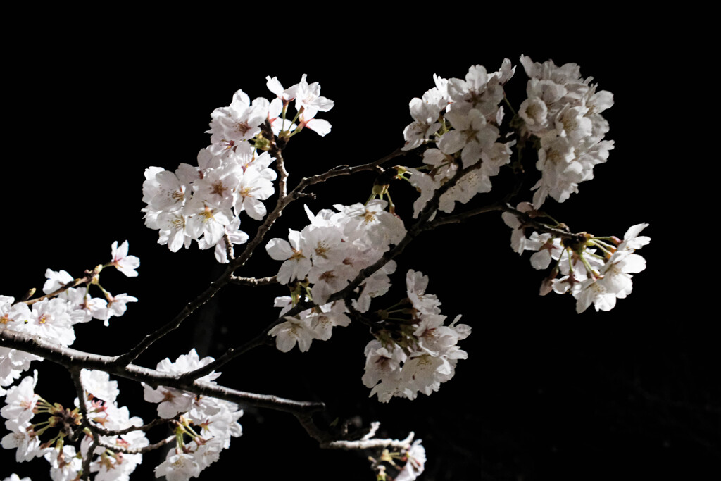 ことしの花の景　漆黒に咲く