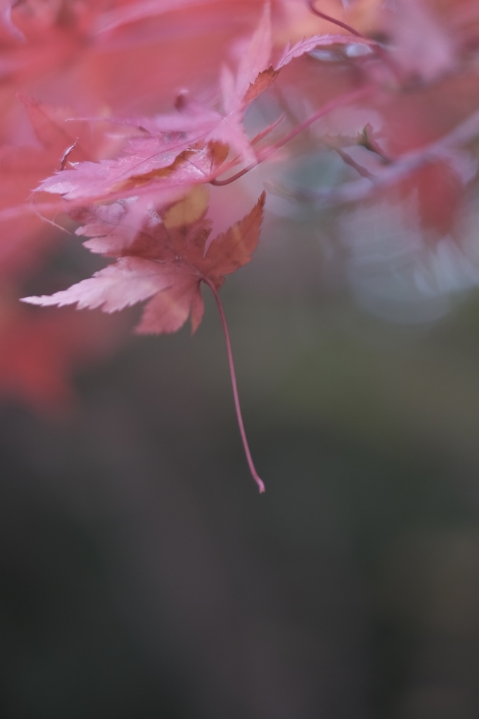 紅葉の景色