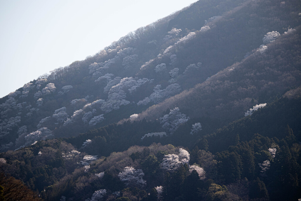 ことしの花の景　陽光