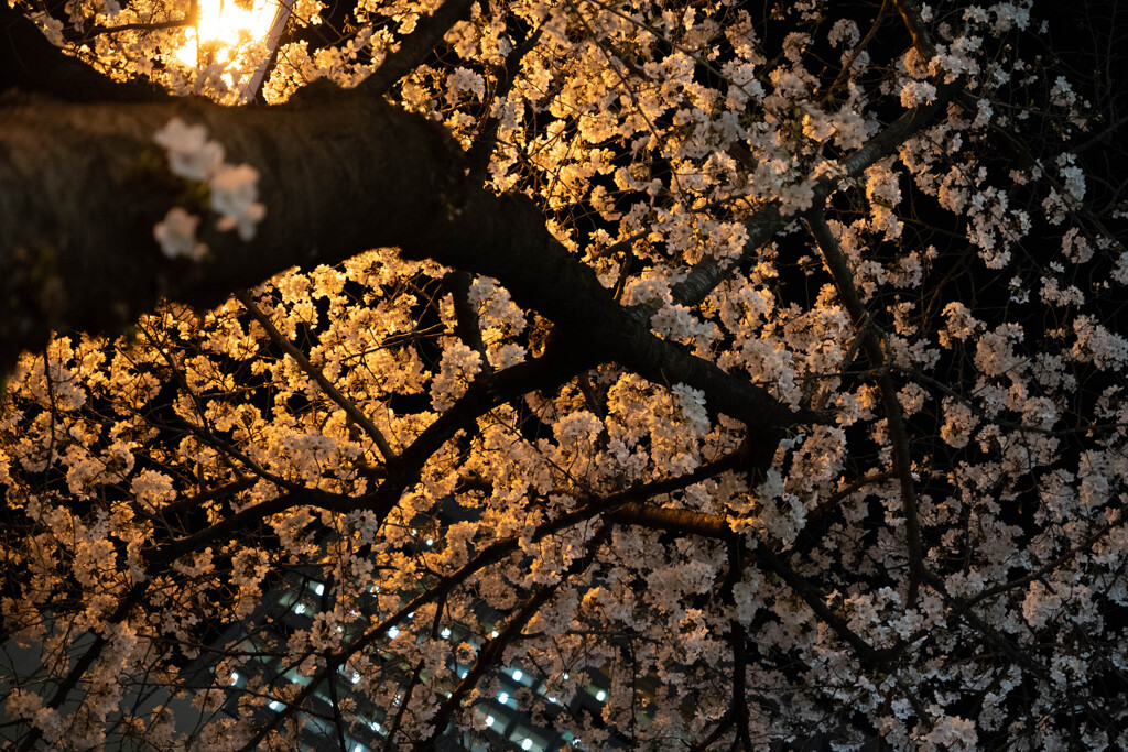 ことしの花の景　街の灯