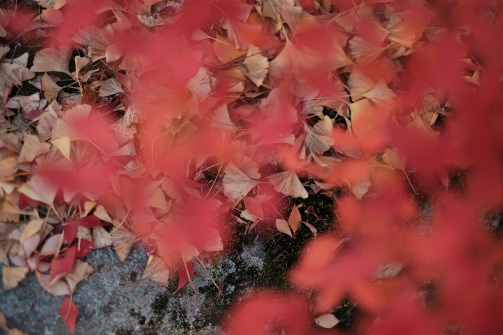 紅葉の景色