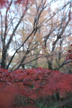 紅葉の景色