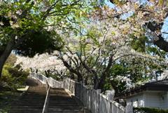 函館公園の風景　１