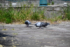 鳩３号、鳩４号、鳩６号、鳩７号