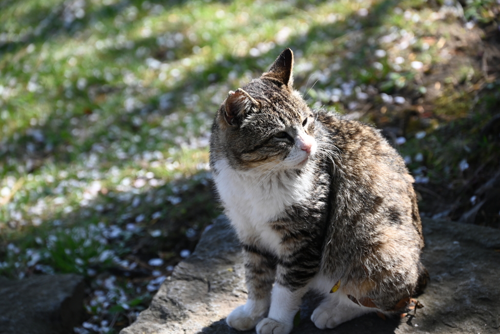 函館公園の猫